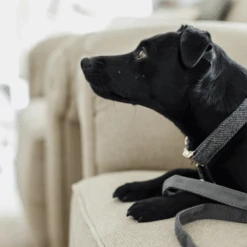 Kentucky Dogwear Hondenhalsband Wool 38 Kentucky Dogwear Hondenhalsband Wool -Hondenbenodigdheden Winkel AajpOmKS3gu5UO1Vb74wjZdvxkyh11 metaS2VudHVja3ktRG9nd2Vhci1Ib25kZW5oYWxzYmFuZC1Xb29sLWdyaWpzLWRldGFpbC5wbmc