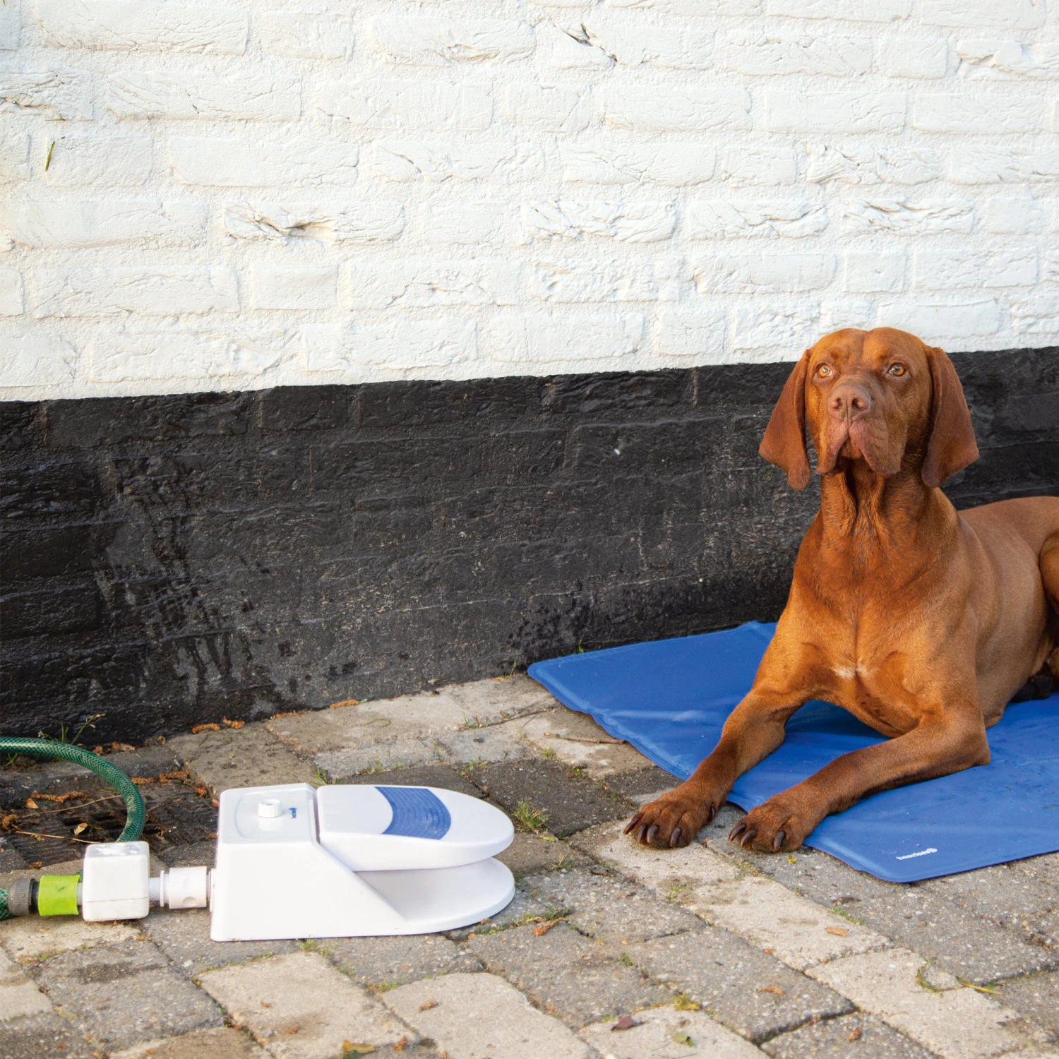 Beeztees Splashy Waterfontein 7 Beeztees Splashy Waterfontein - Afbeelding 5