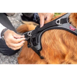 Curli Magnetic Belka Comfort Harness -Hondenbenodigdheden Winkel curli magnetic belka comfort harness 219393 2000 none