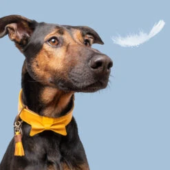 DWAM Bibi Halsband 10 DWAM Bibi Halsband -Hondenbenodigdheden Winkel dwam bibi halsband 186283 1000 none