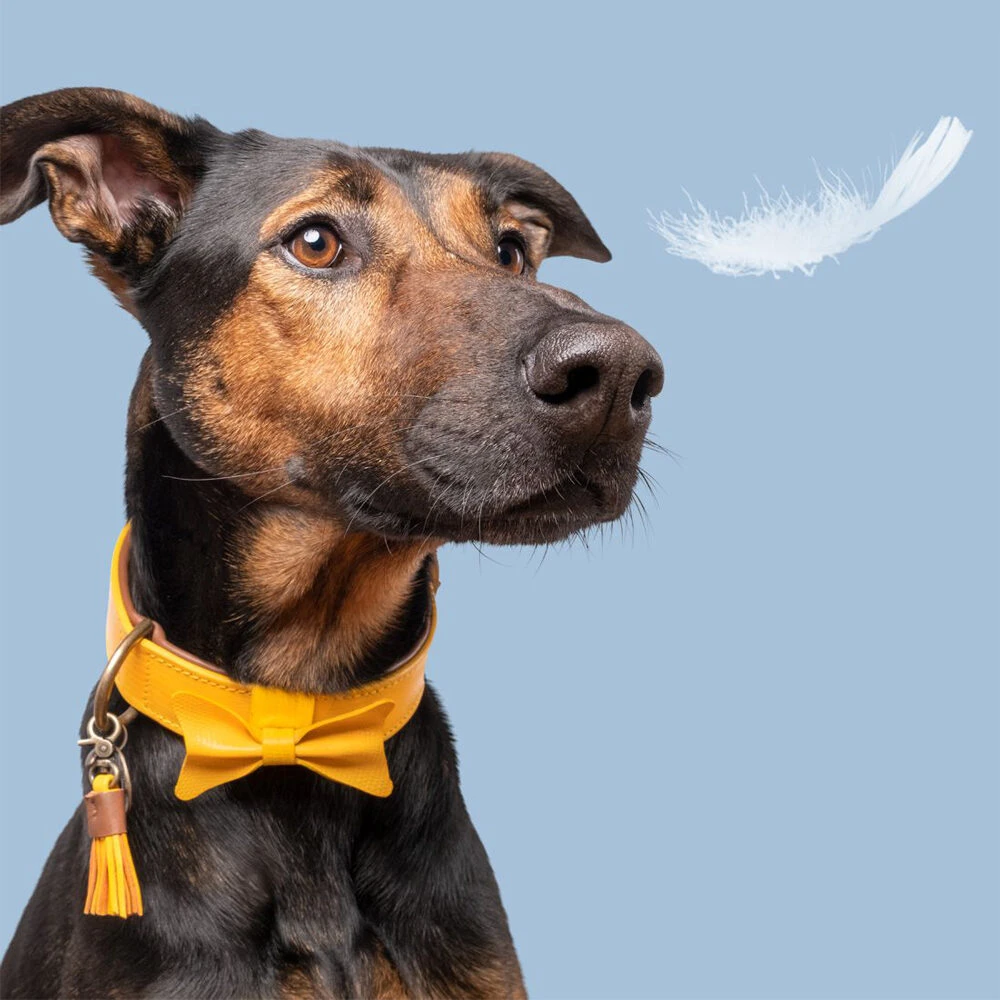 DWAM Bibi Halsband 5 DWAM Bibi Halsband - Afbeelding 3