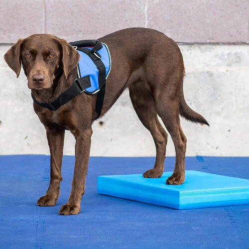 FitPAWS Balance Pad 5 FitPAWS Balance Pad - Afbeelding 3