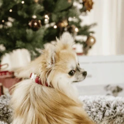 Kentucky Dogwear Corduroy Hondenhalsband 36 Kentucky Dogwear Corduroy Hondenhalsband -Hondenbenodigdheden Winkel kentucky dogwear corduroy hondenhalsband 219200 0500 none