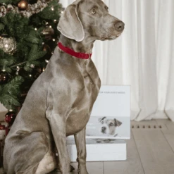 Kentucky Dogwear Corduroy Hondenhalsband 37 Kentucky Dogwear Corduroy Hondenhalsband -Hondenbenodigdheden Winkel kentucky dogwear corduroy hondenhalsband 219201 0500 none