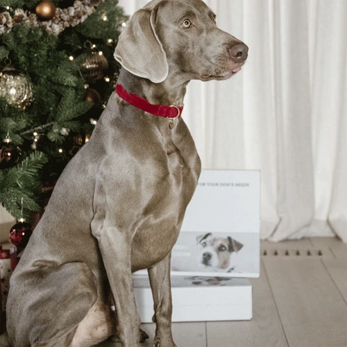 Kentucky Dogwear Corduroy Hondenhalsband 20 Kentucky Dogwear Corduroy Hondenhalsband - Afbeelding 18