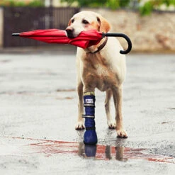 Medical Pet Shirt Boot -Hondenbenodigdheden Winkel medical pets boot 167512 0500 none