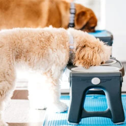 Popware Adjustable Height Pet Feeder -Hondenbenodigdheden Winkel popware adjustable height pet feeder 164587 2000 none