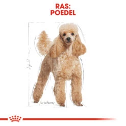 Royal Canin Poodle Adult - Hondenvoer 17 Royal Canin Poodle Adult - Hondenvoer -Hondenbenodigdheden Winkel royal canin poodle adult hondenvoer 139669 1000 none