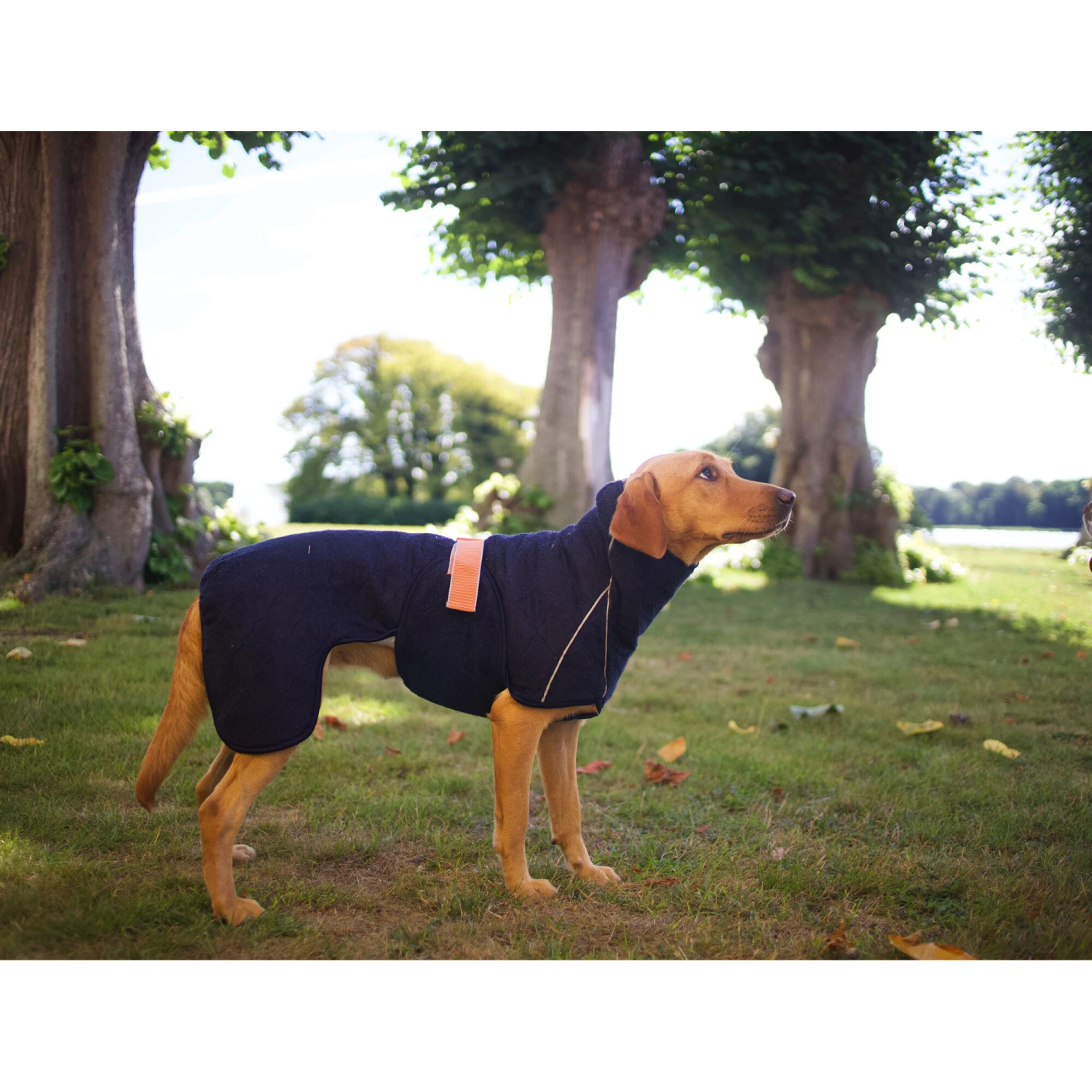 Siccaro WetDog SupremePro 2.0 14 Siccaro WetDog SupremePro 2.0 - Afbeelding 12