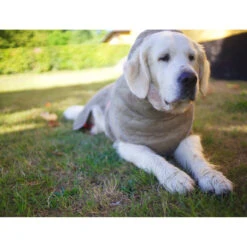 Siccaro WetDog SupremePro 2.0 39 Siccaro WetDog SupremePro 2.0 -Hondenbenodigdheden Winkel siccaro wetdog supremepro 20 216998 2000 none